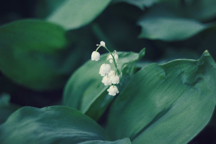 Ландыши майские