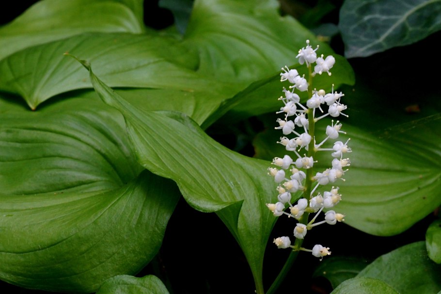 Ландыш Закавказский - Convallaria transcaucasica;