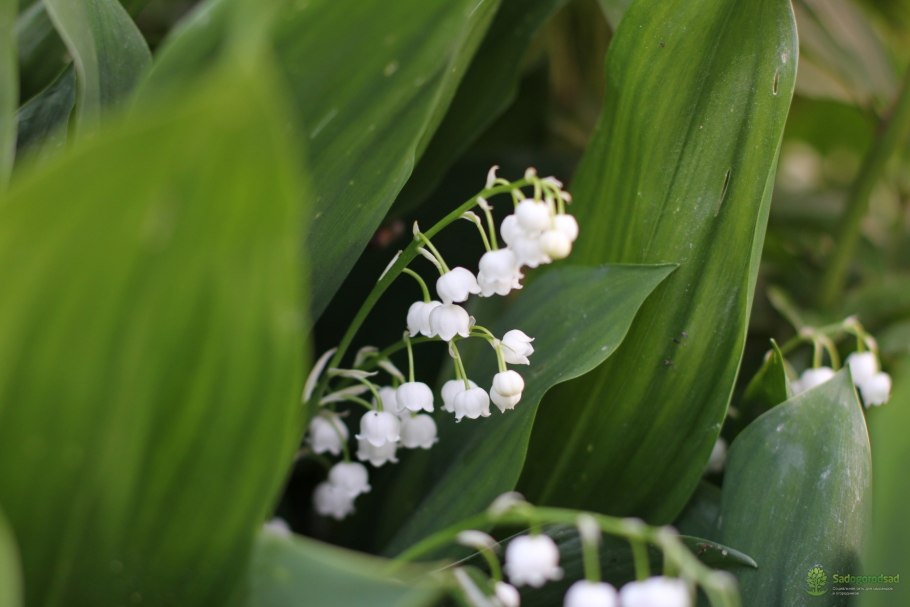 Ландыш майский convallaria majalis