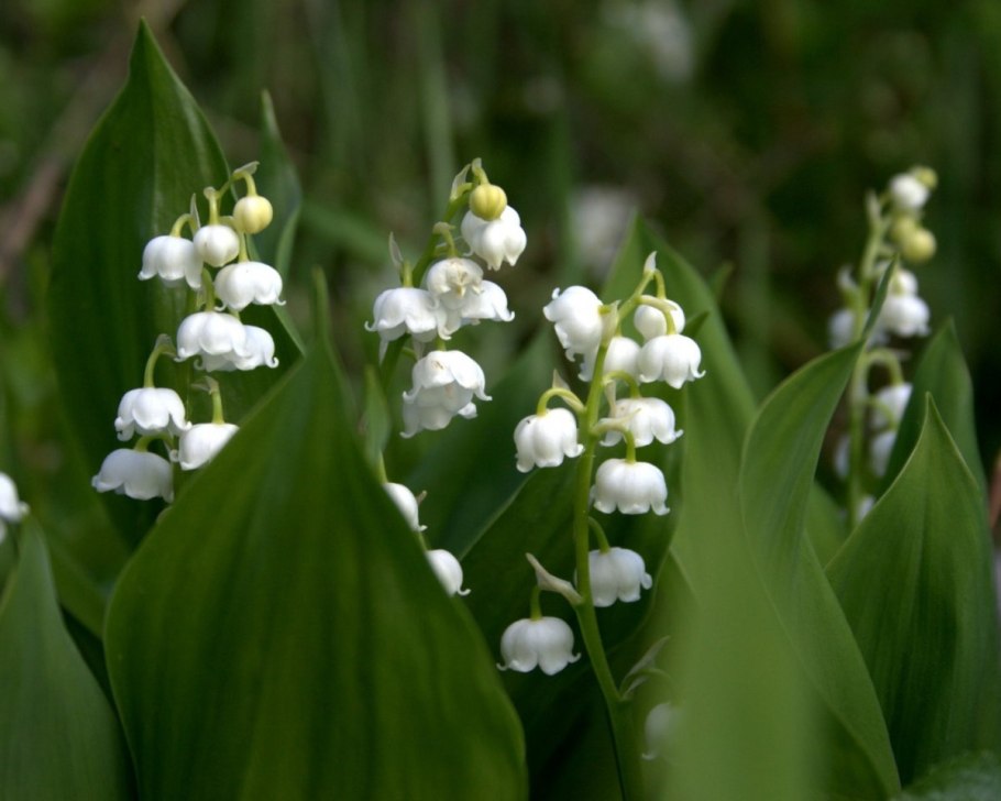 Ландыш горный Convallaria Montana