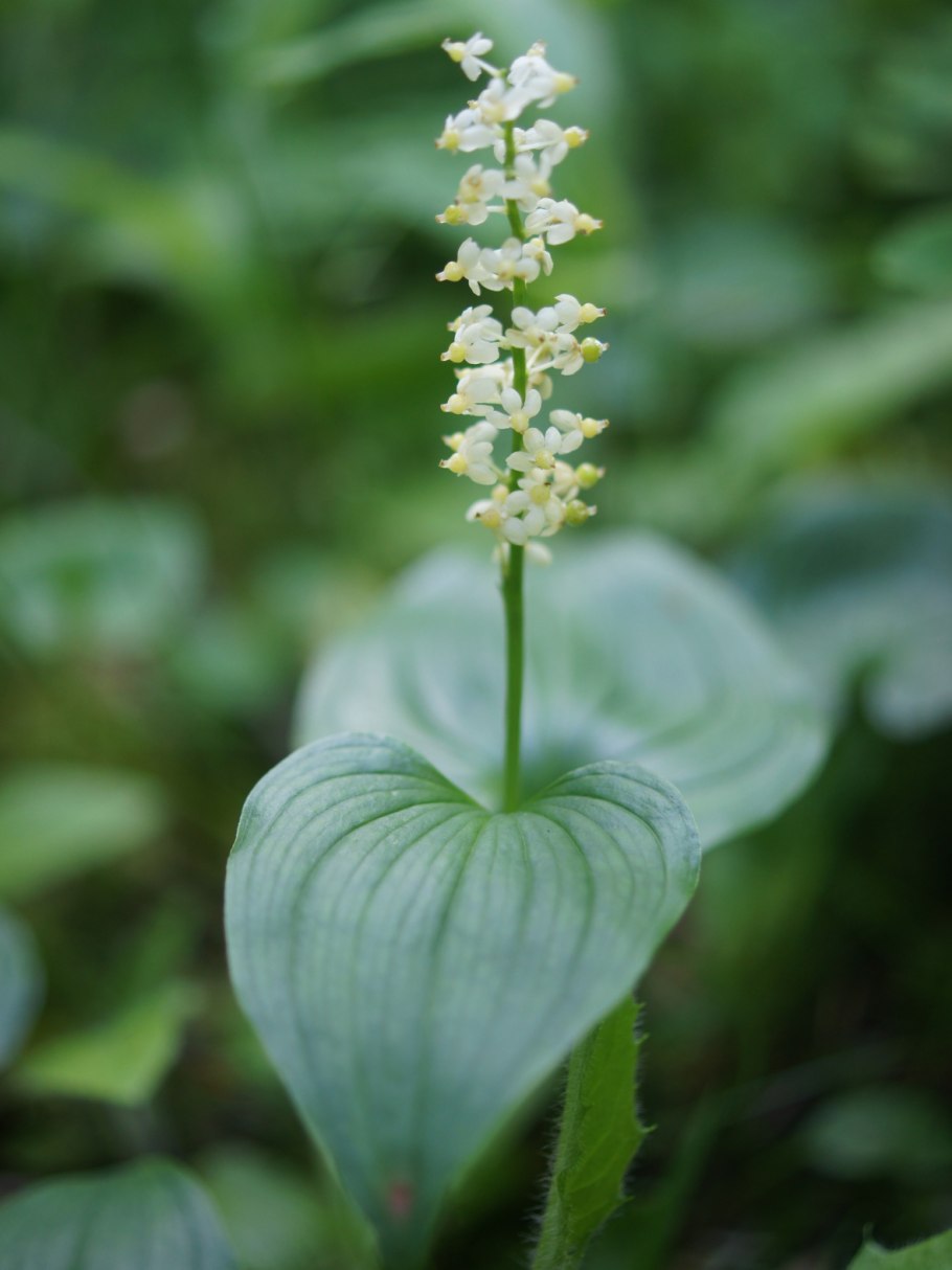 Ландыши и Хоста