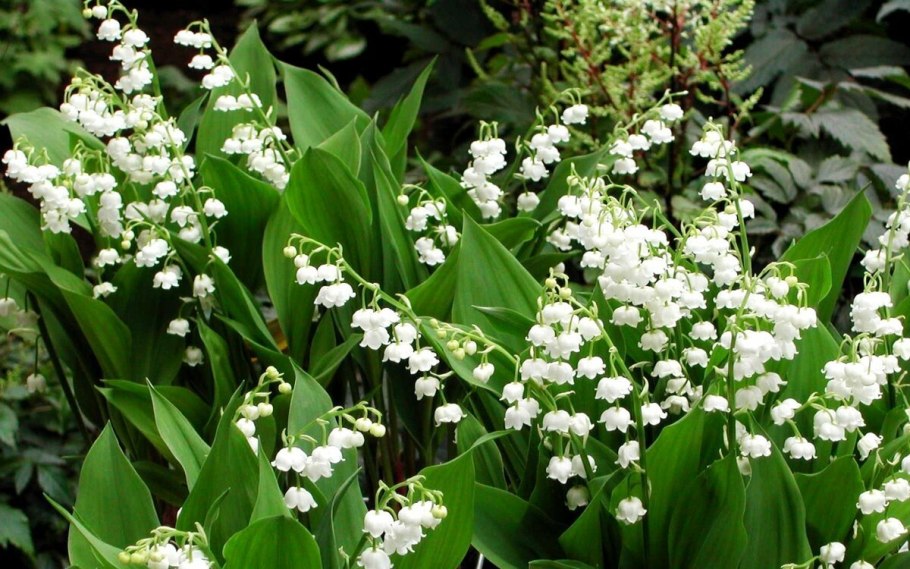 Майские ландыши