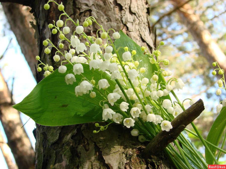Ландыши  первоцветы