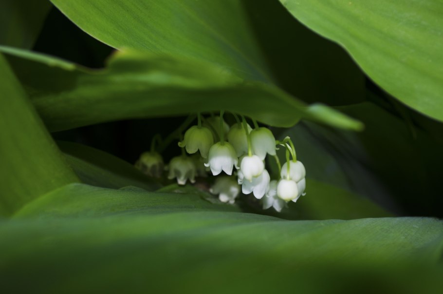 Ландыш майский convallaria majalis