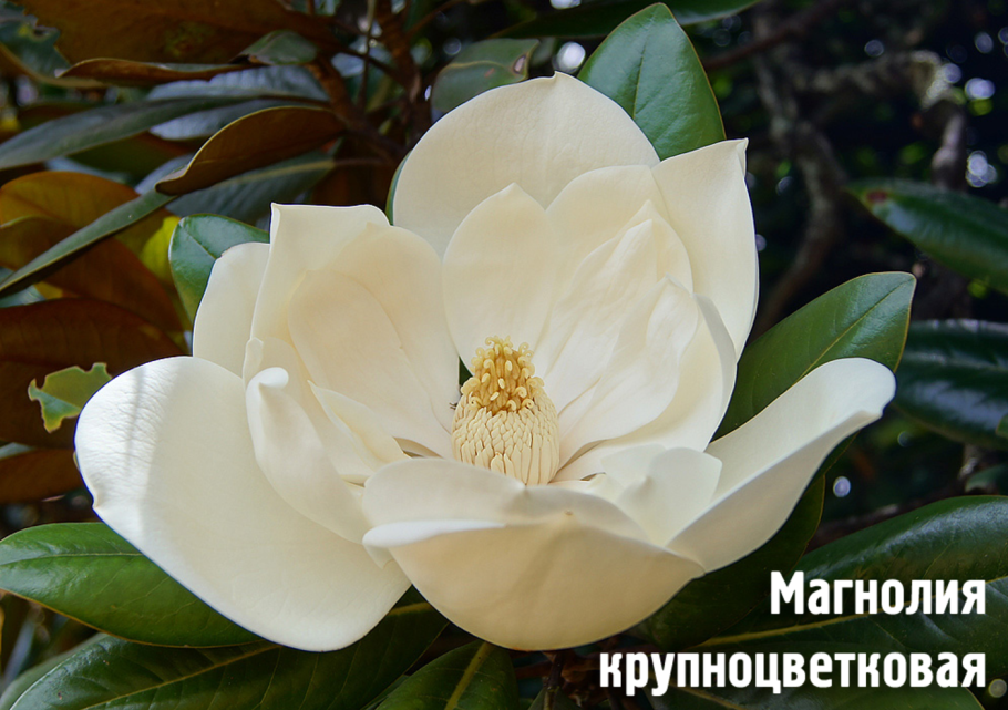 Магнолия грандифлора цветы