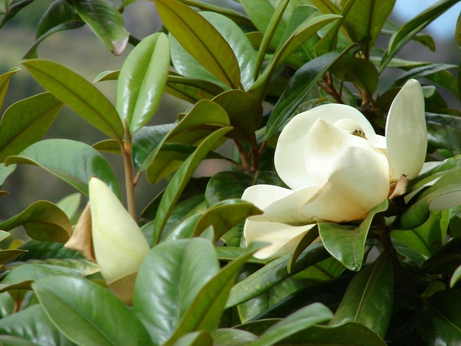Магнолия крупноцветковая Magnolia grandiflora