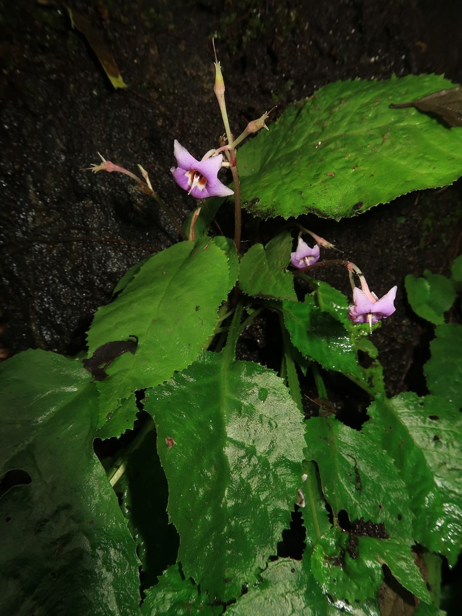 Сергей пантера