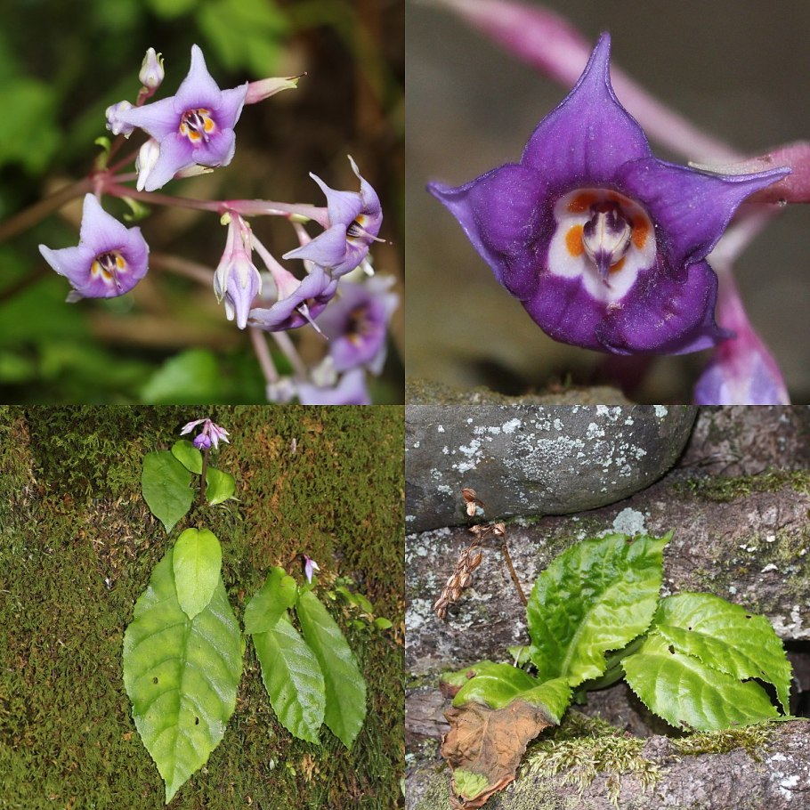 Черная пантера Ягуар меланист