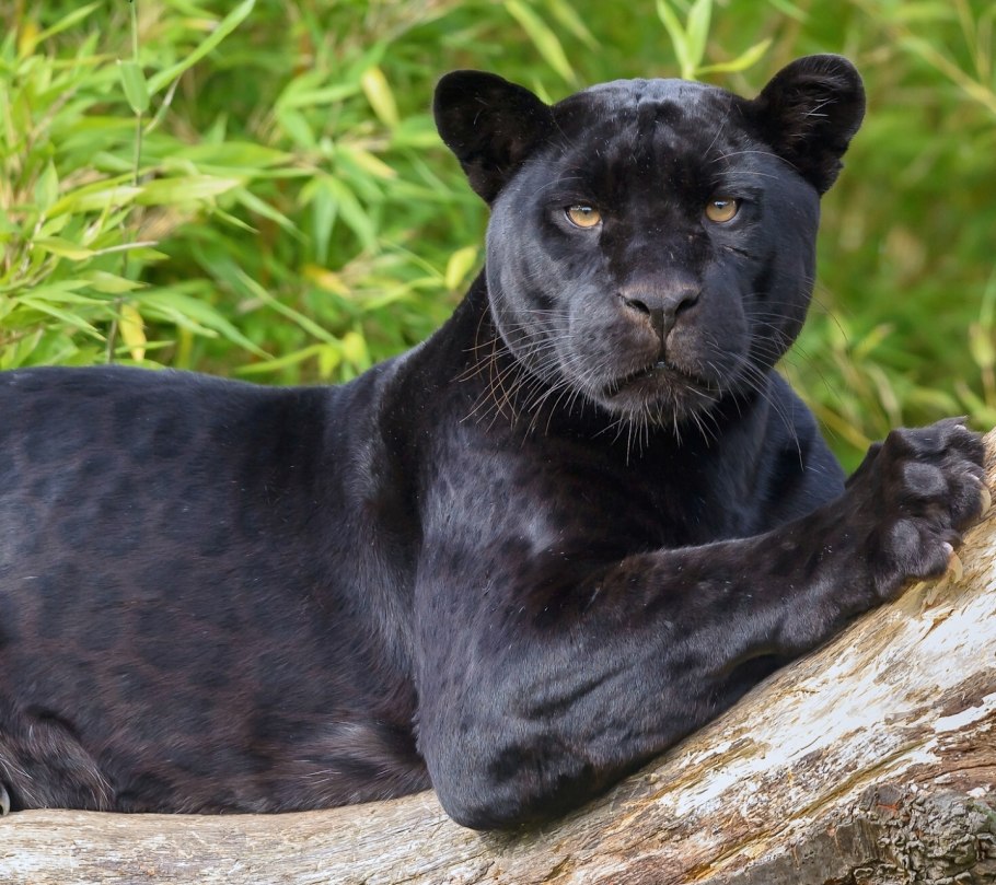 Пантера меланист