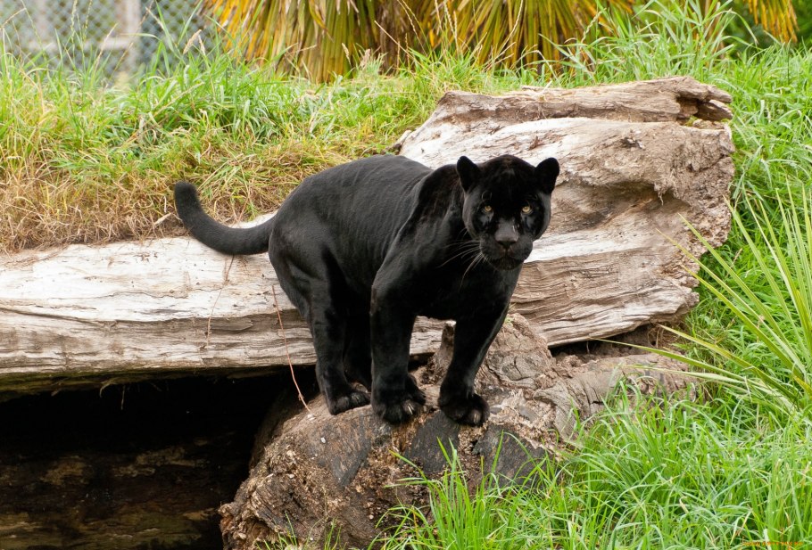 Пантера, оскал пантеры