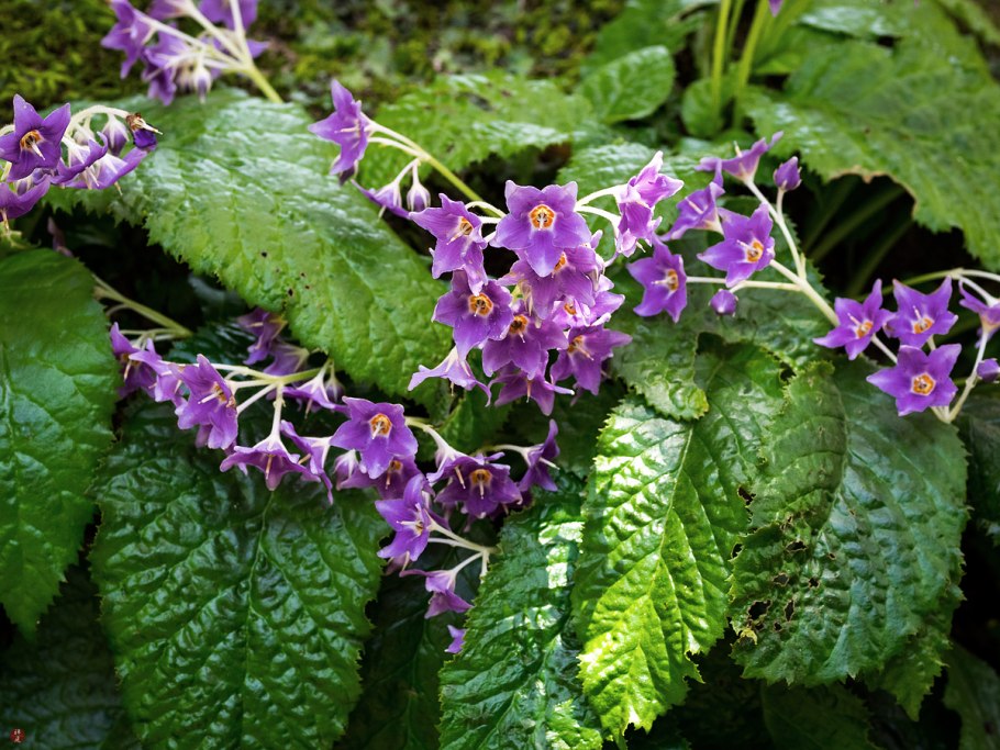 Conandron ramondioides White variegated