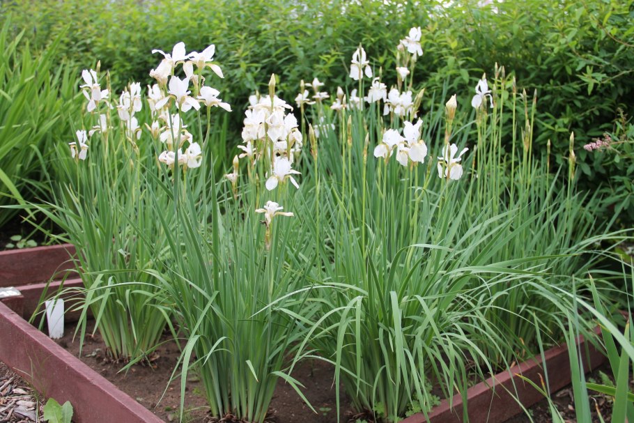 Ирис кожистый