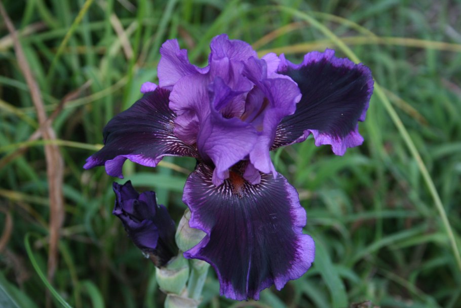 Ирис class Ring (Keppel 2010)