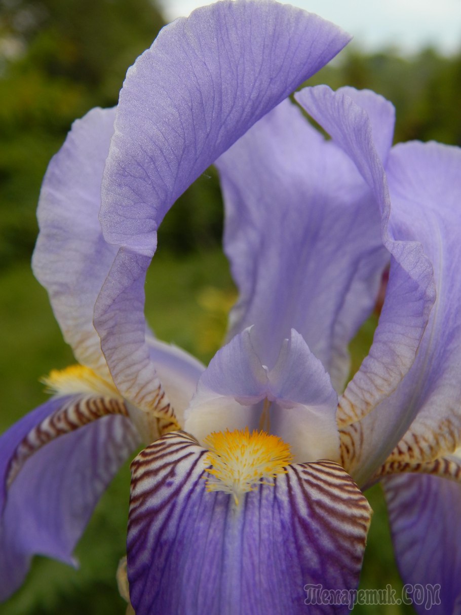 Ирис truly Wicked