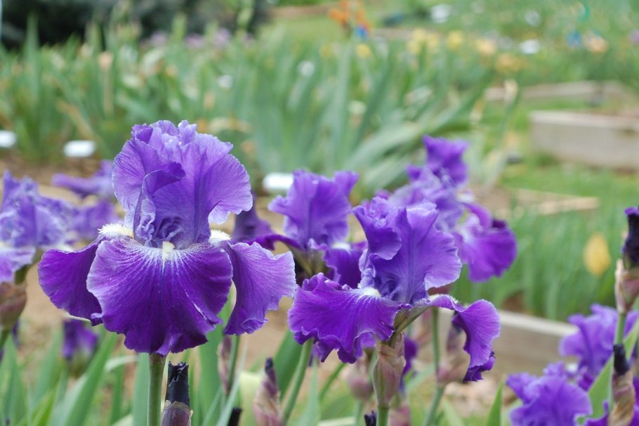 Iris sibirica rambunctious