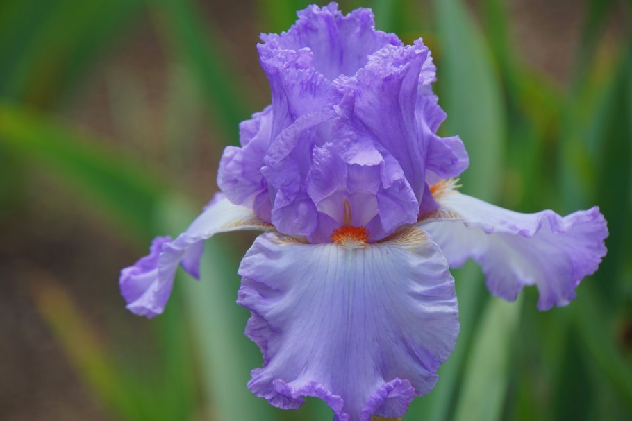 Ирис сорт Марина Раскова