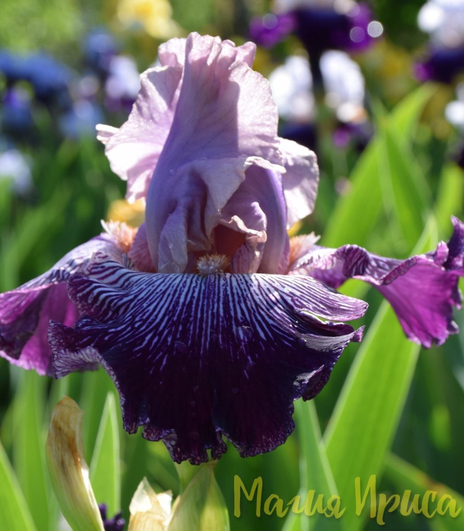 Ирис Magical moment