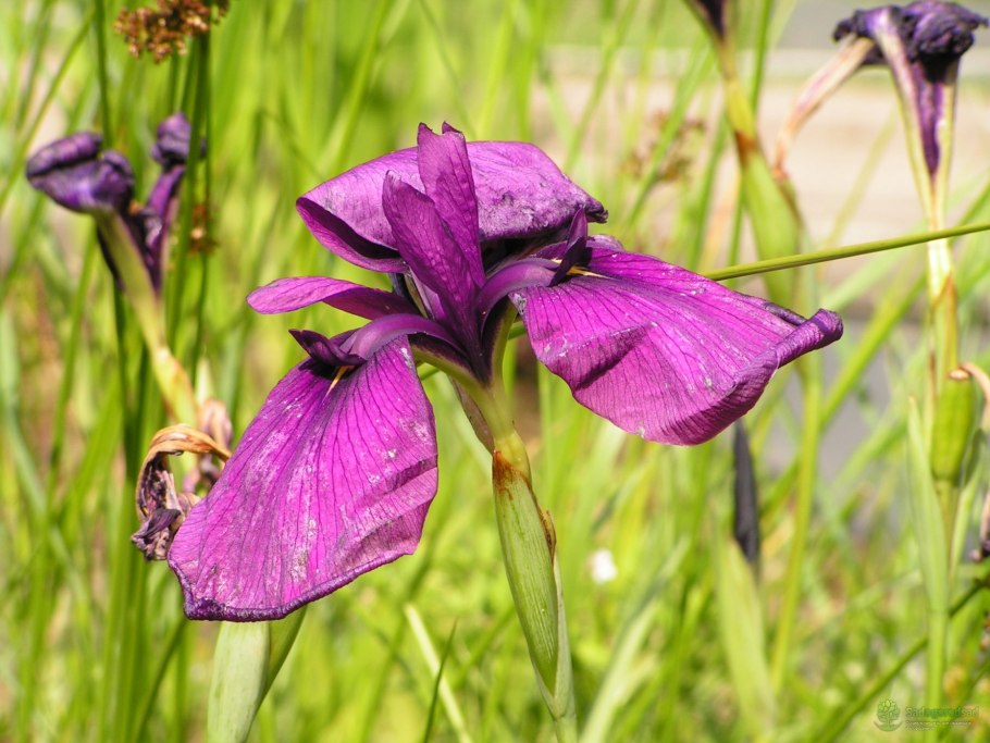 Солей Промис Ирис