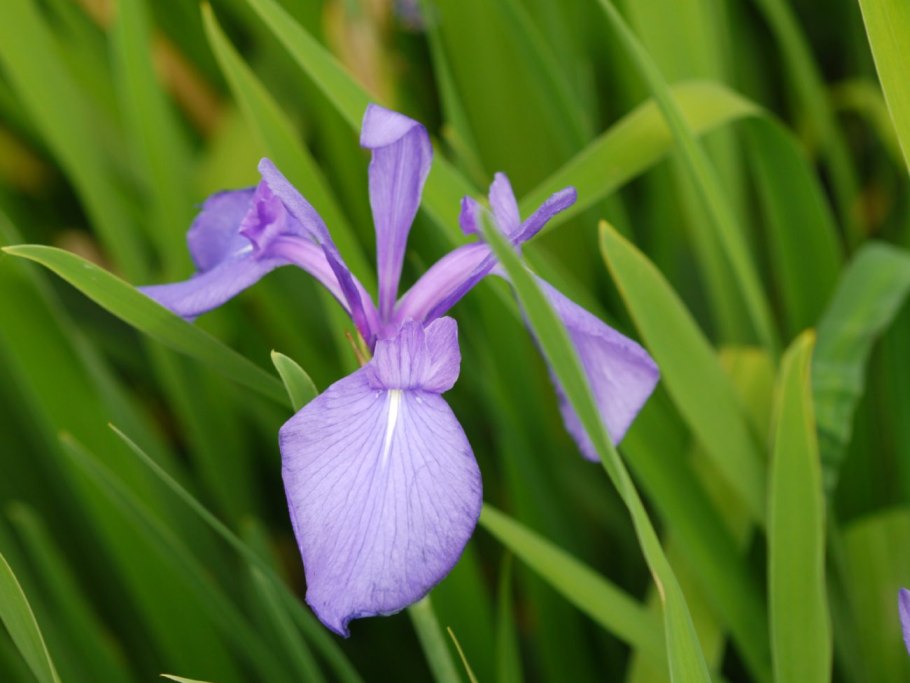 Ирис wide open Black