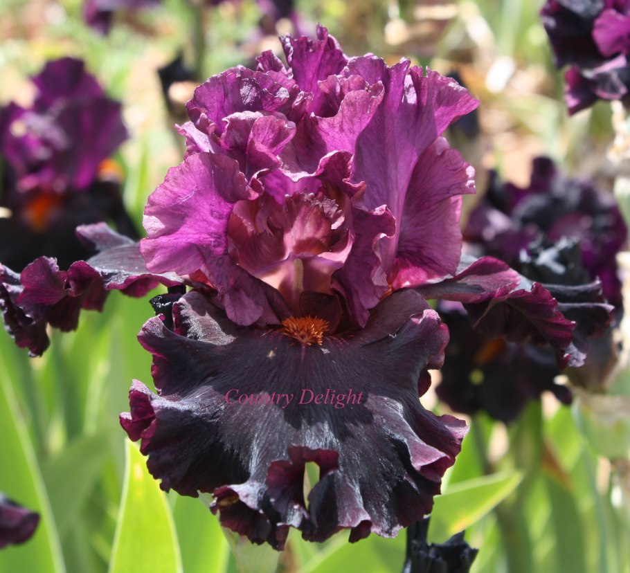 Ирис Форт Апачи