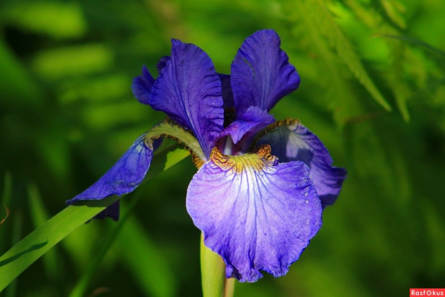 Ягоды ириса