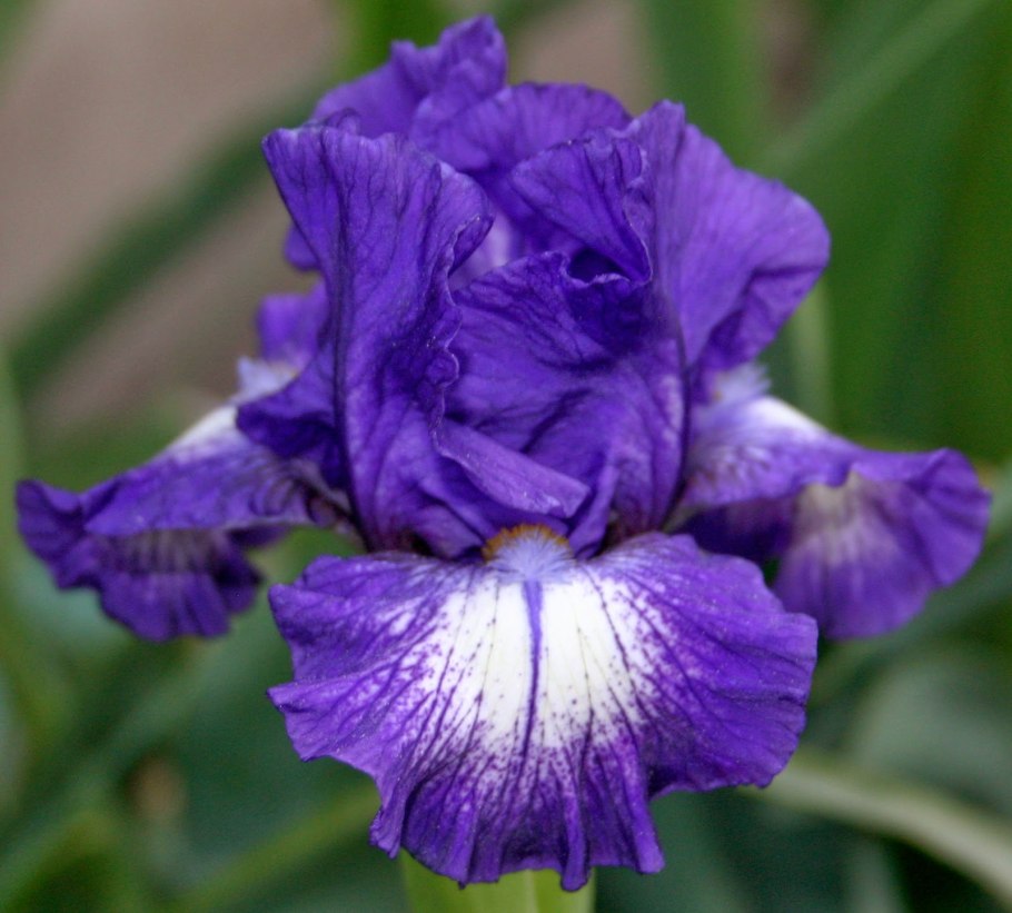 Ирис степпинг аут