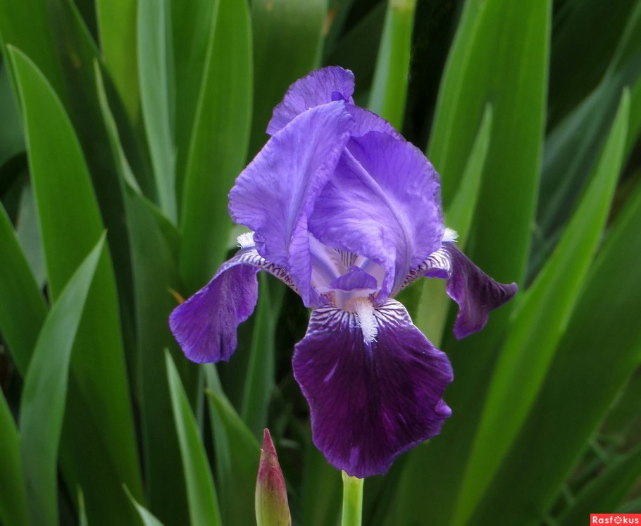 Ирис тонколистный синий