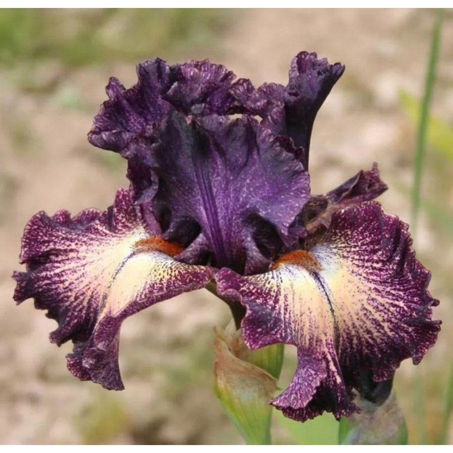 Касатик Озёрный