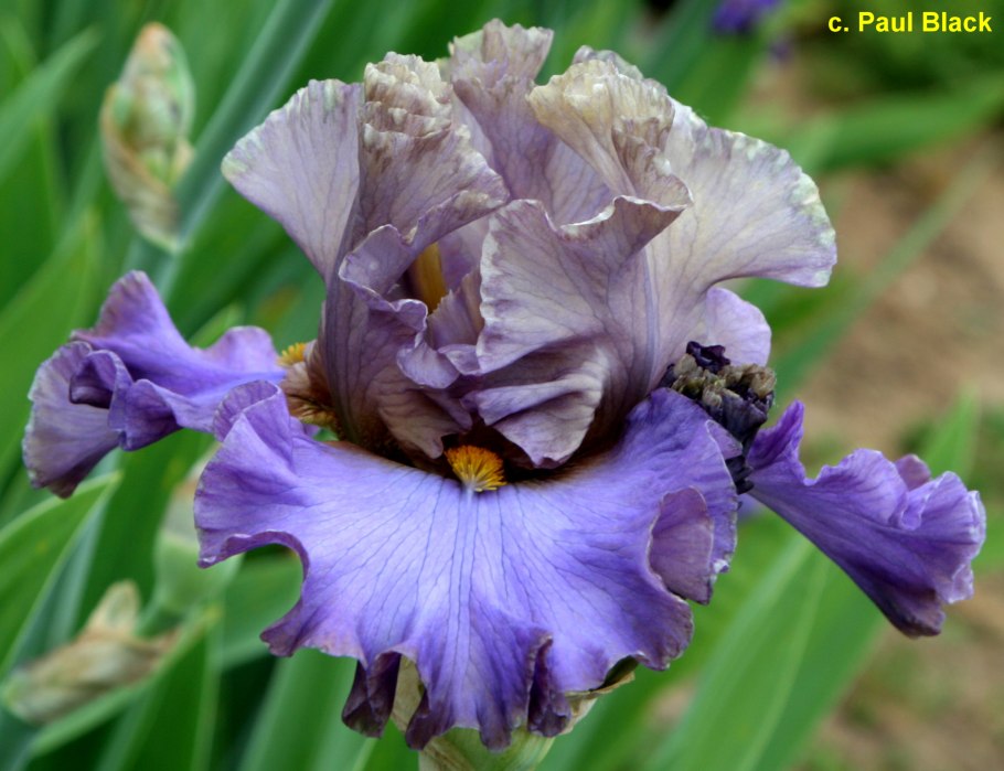 Ирис пауль блэк