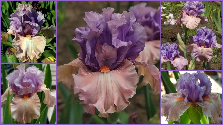 Касатик мечевидный