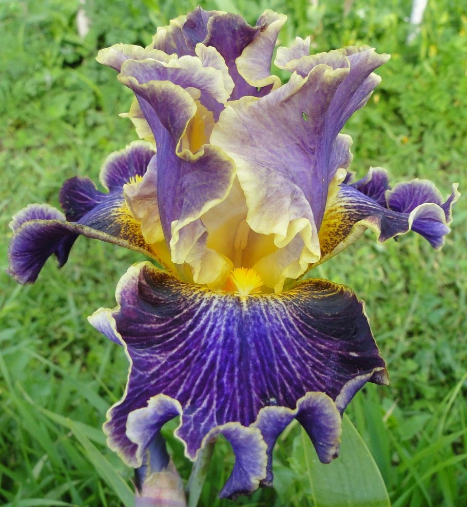 Ирис бородатый хай мастер