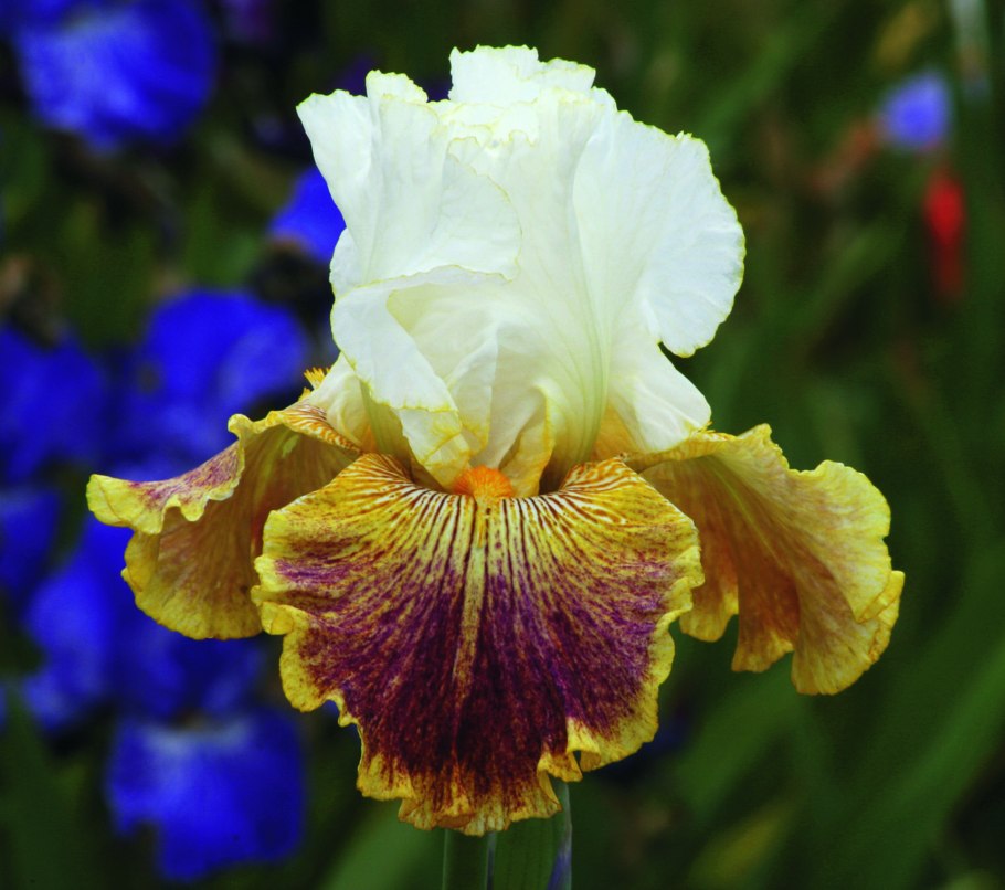 Ирис sordid lives