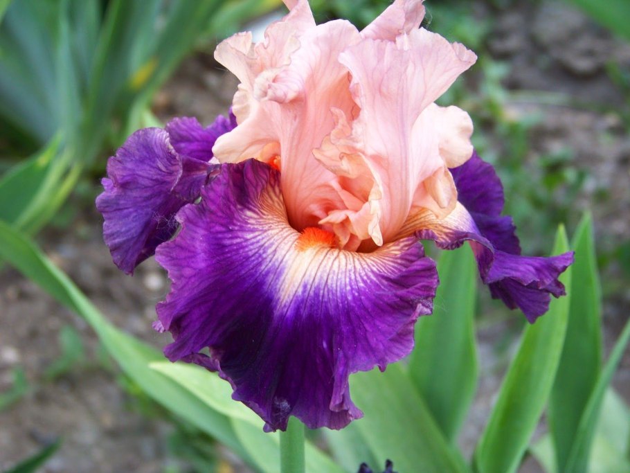 Ирис elizabethan age