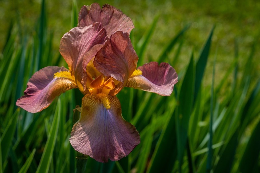 Ирис бородатый Респектебл