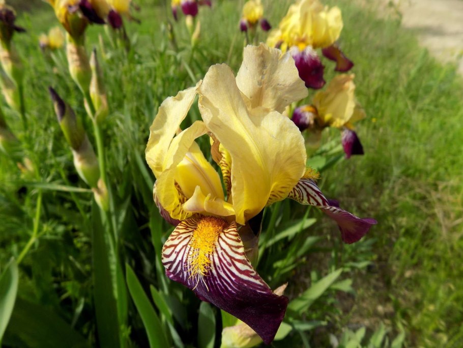 Ирис Action packed