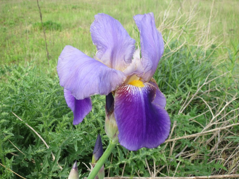 Ирис Дудадз