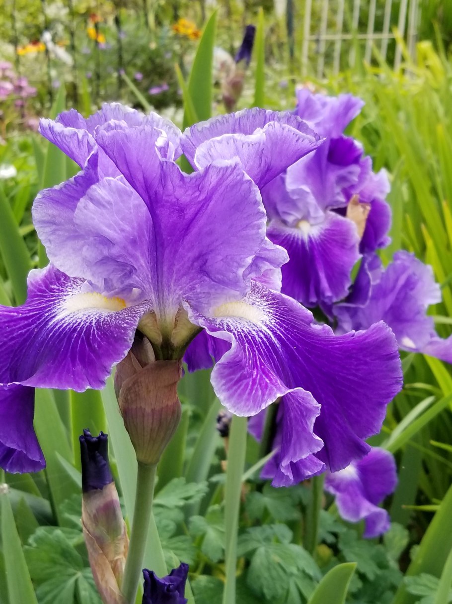 Ирис энсата