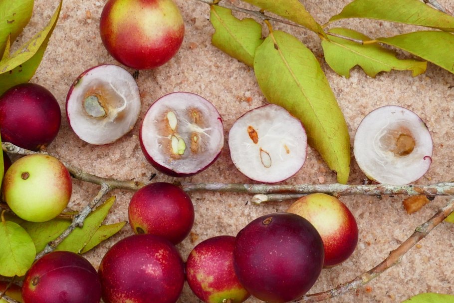 Материал Fruit tag толщина