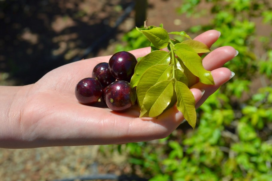 Мирциария сомнительная рассада