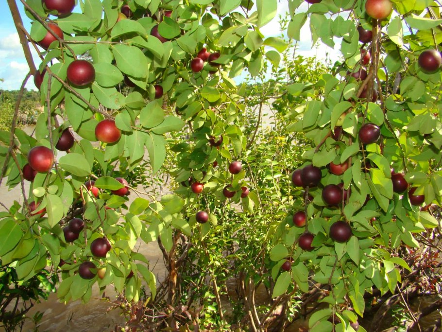 Мирциария флорибунда ромовая ягода