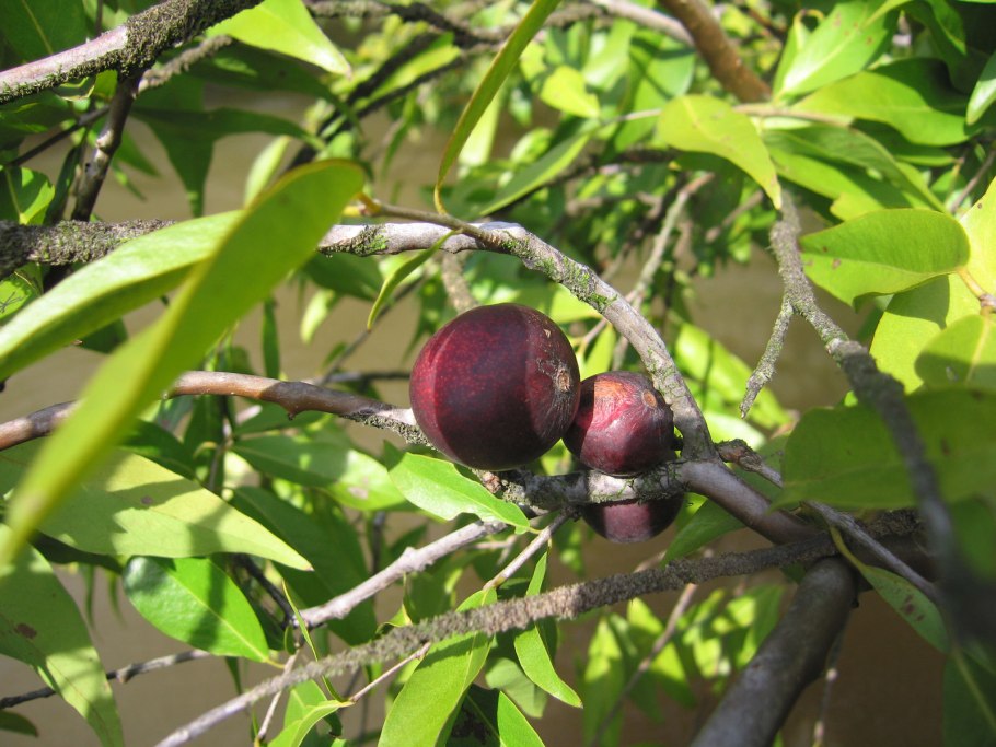 Мирциария сомнительная рассада