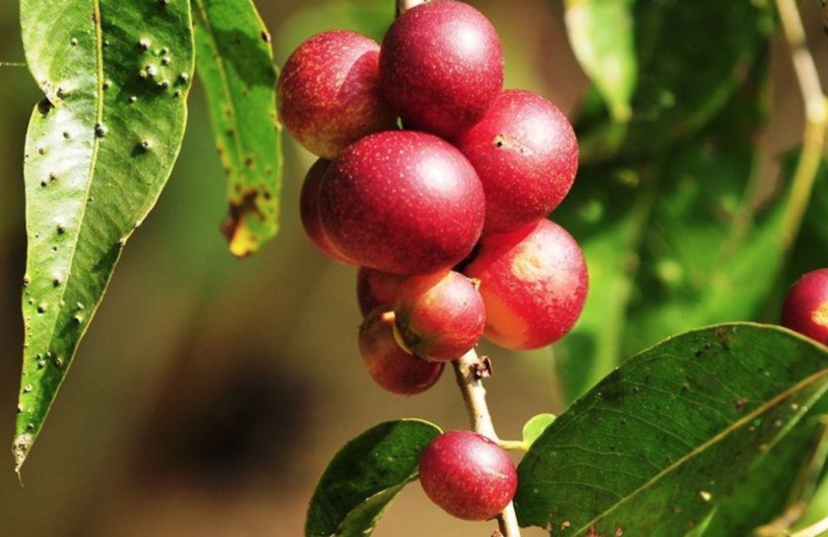 Камю Камю ягода