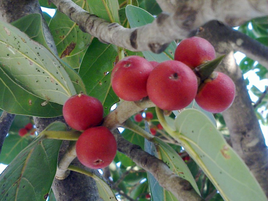 Каму каму на белом фоне