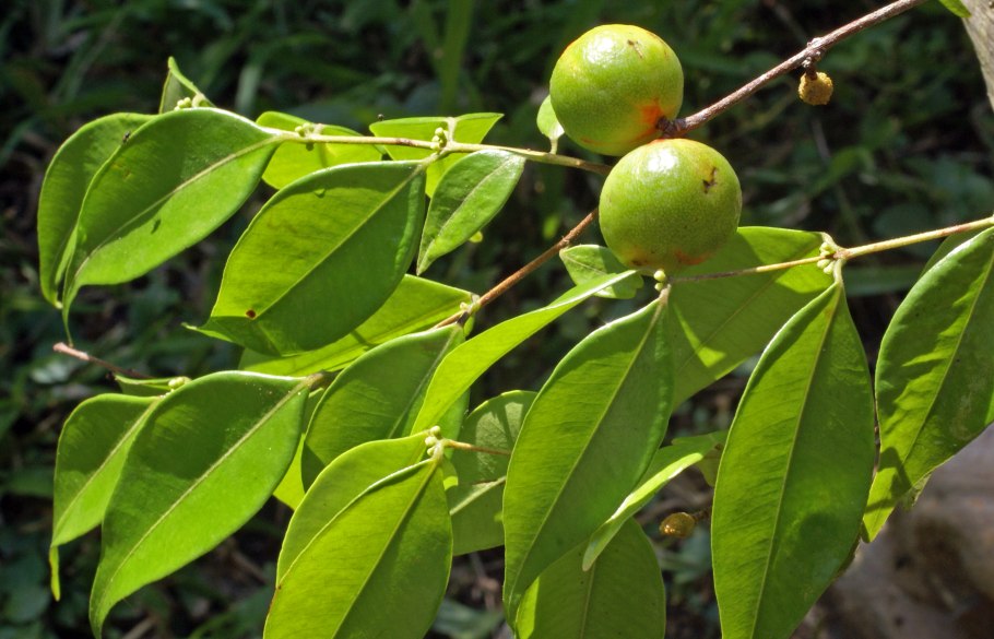 Ромовая ягода Мирциария