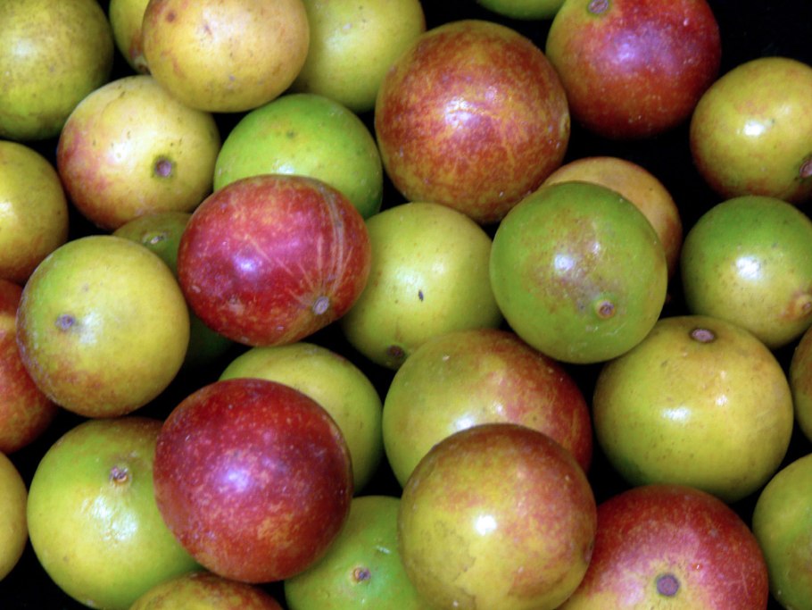 Камю Камю ягода