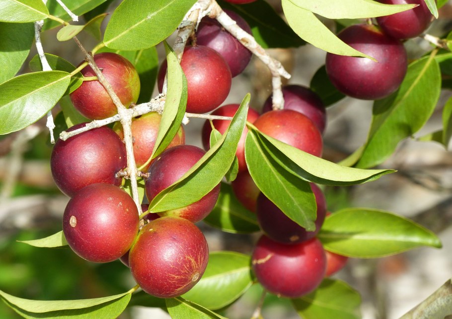 Амазон дерево Camu Camu