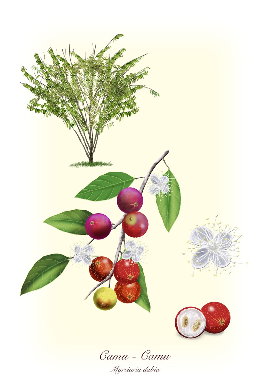 Фрукт Камю-Камю