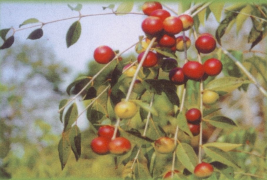 Плоды Камю Камю