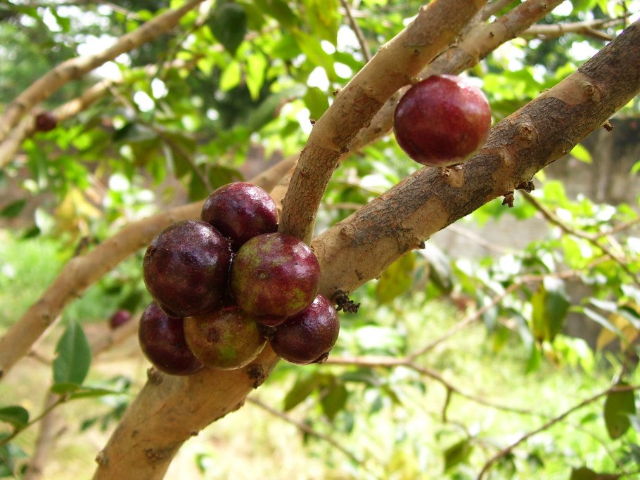 Мирциария многоцветковая