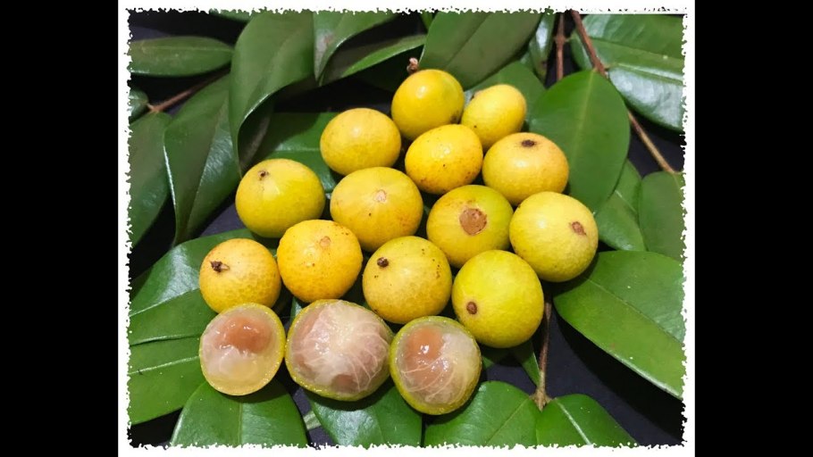 Мирциария флорибунда ромовая ягода